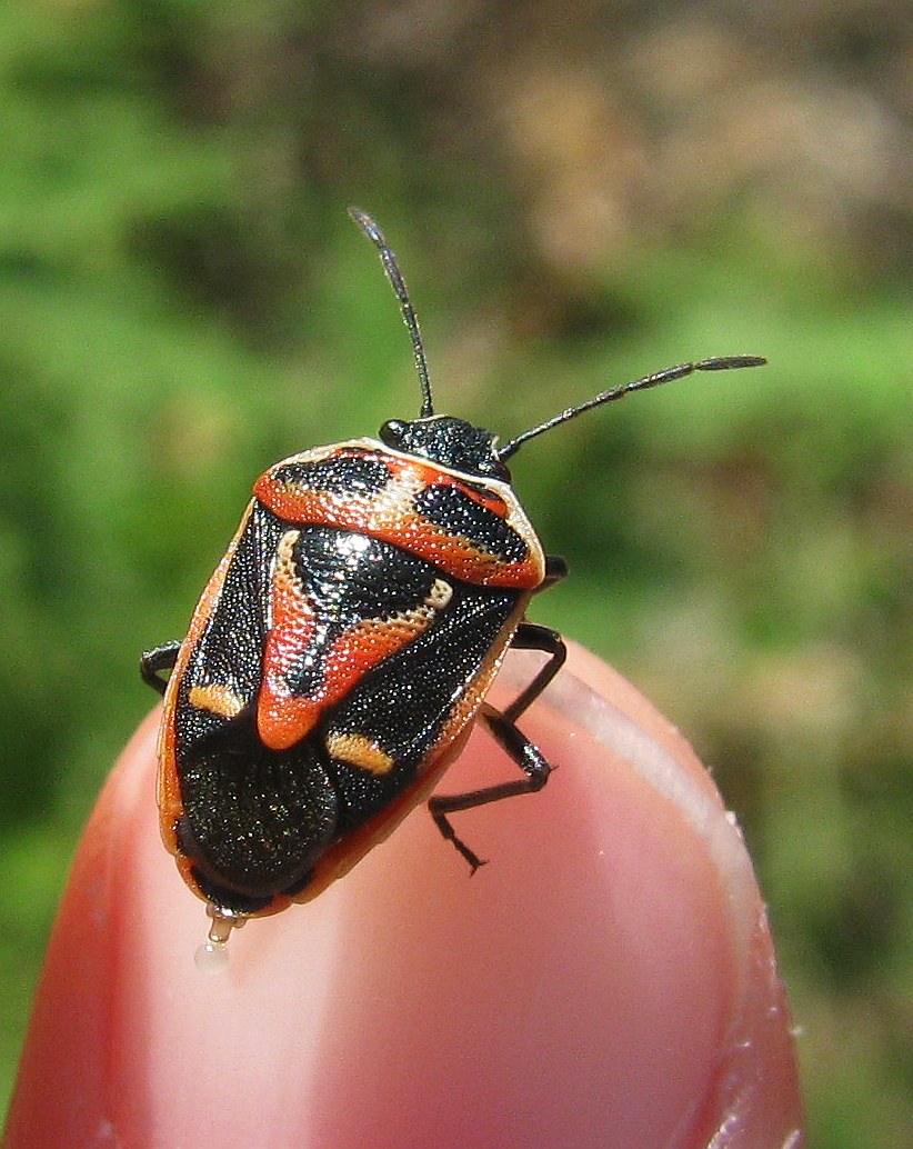 Pentatomidae: Eurydema rugulosa with different colouration